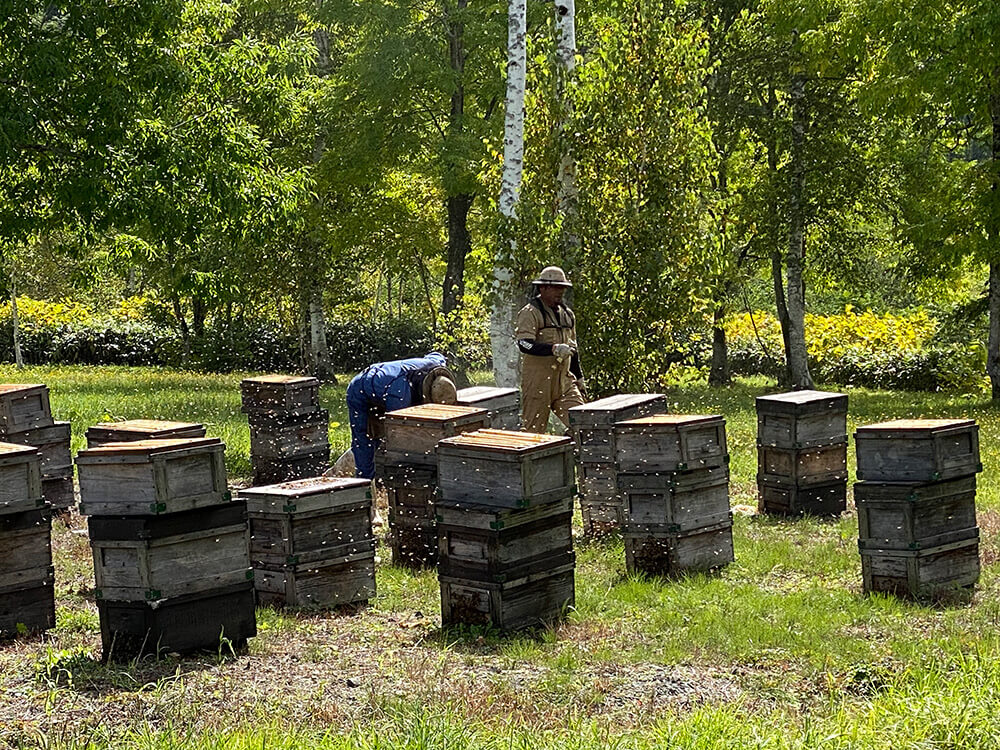 移動するミツバチのチェック作業風景その１