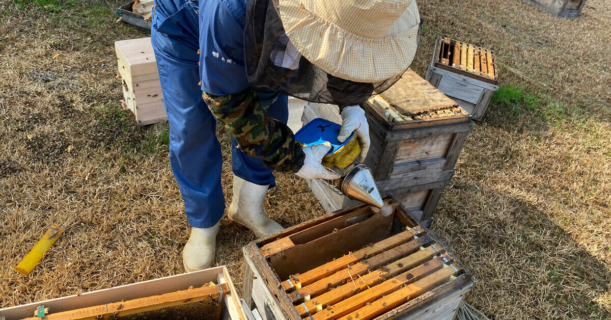 ミツバチの出荷作業