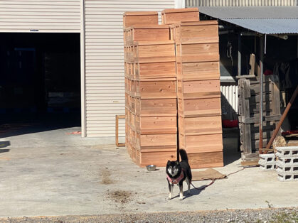 倉庫の前で待っている養蜂犬ベンの写真