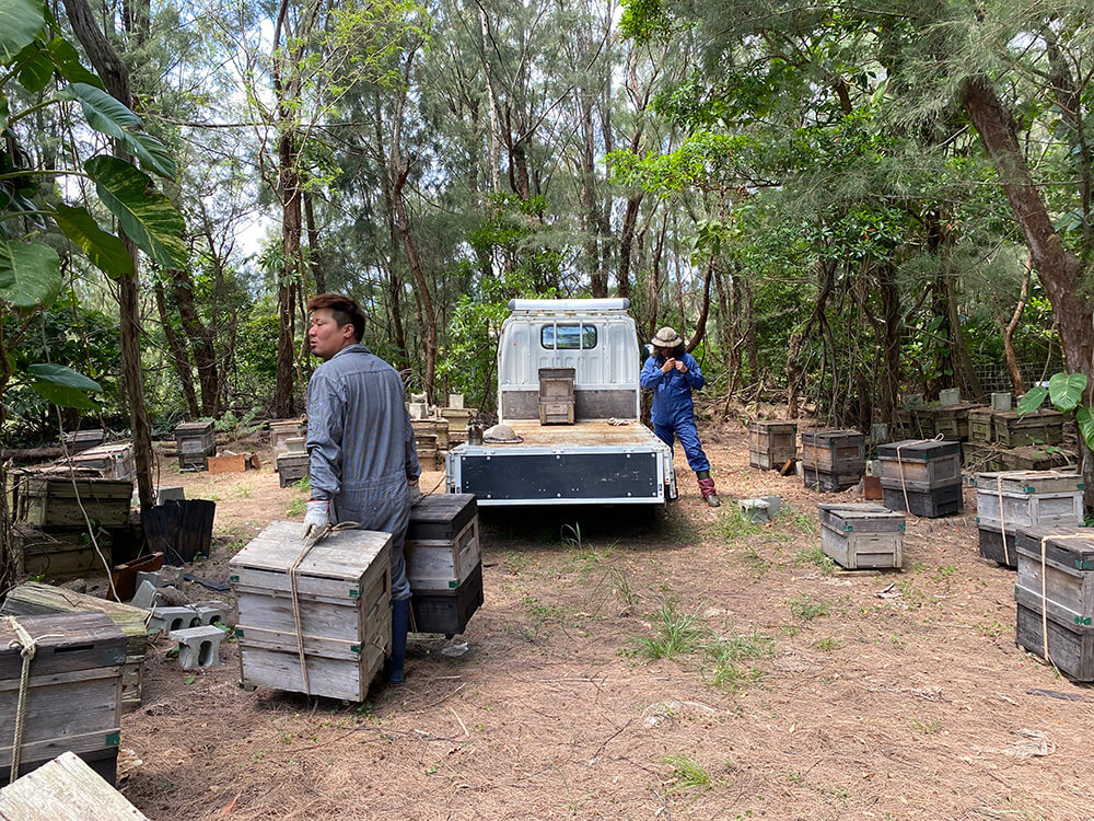 現地にて巣箱を積む養蜂部の様子