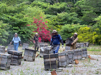 蜂の巣を運ぶ養蜂部の写真
