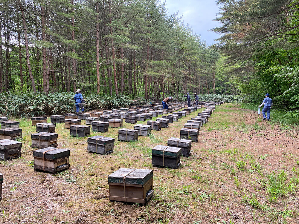 巣箱がずらりと並ぶ養蜂場の写真