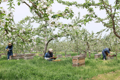 りんごの採蜜作業中の養蜂部の様子