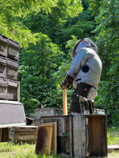 北海道の養蜂場で作業中の養蜂部の様子