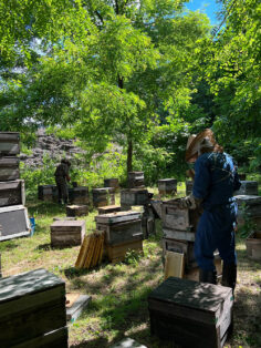 養蜂場で作業をする養蜂部の様子
