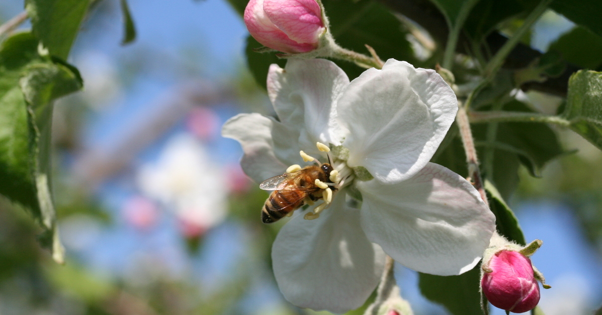 ミツバチ大移動2023ーりんご蜜ー