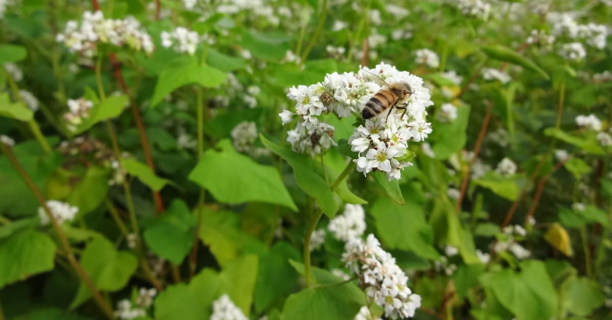 
 ミツバチ大移動2023ーそばの採蜜ー