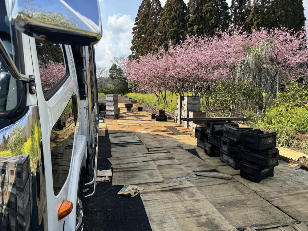 積み込み作業をしている横できれいに咲いている河津桜