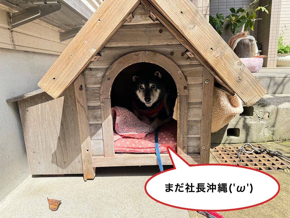 「まだ社長沖縄」と言っているハウスにいる養蜂犬のベン