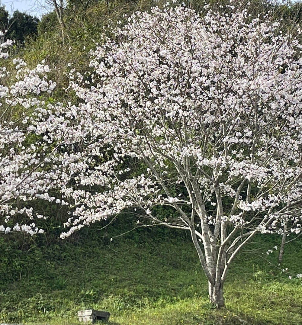 西澤養蜂場店舗裏山の満開の桜と巣箱