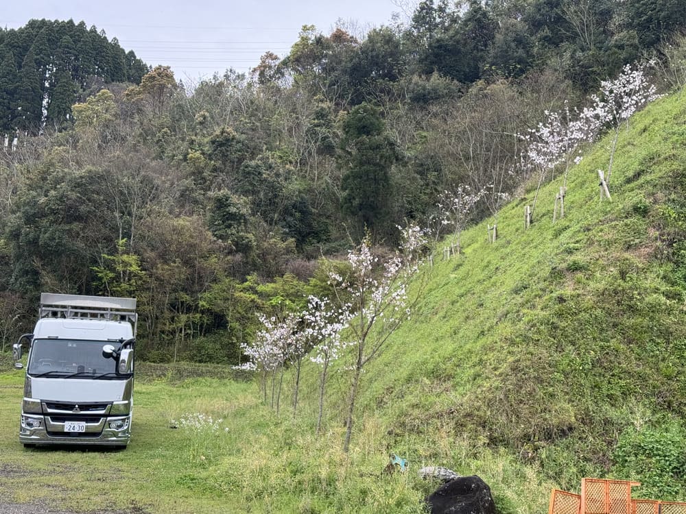 西澤養蜂場店舗の裏山の桜とトラック