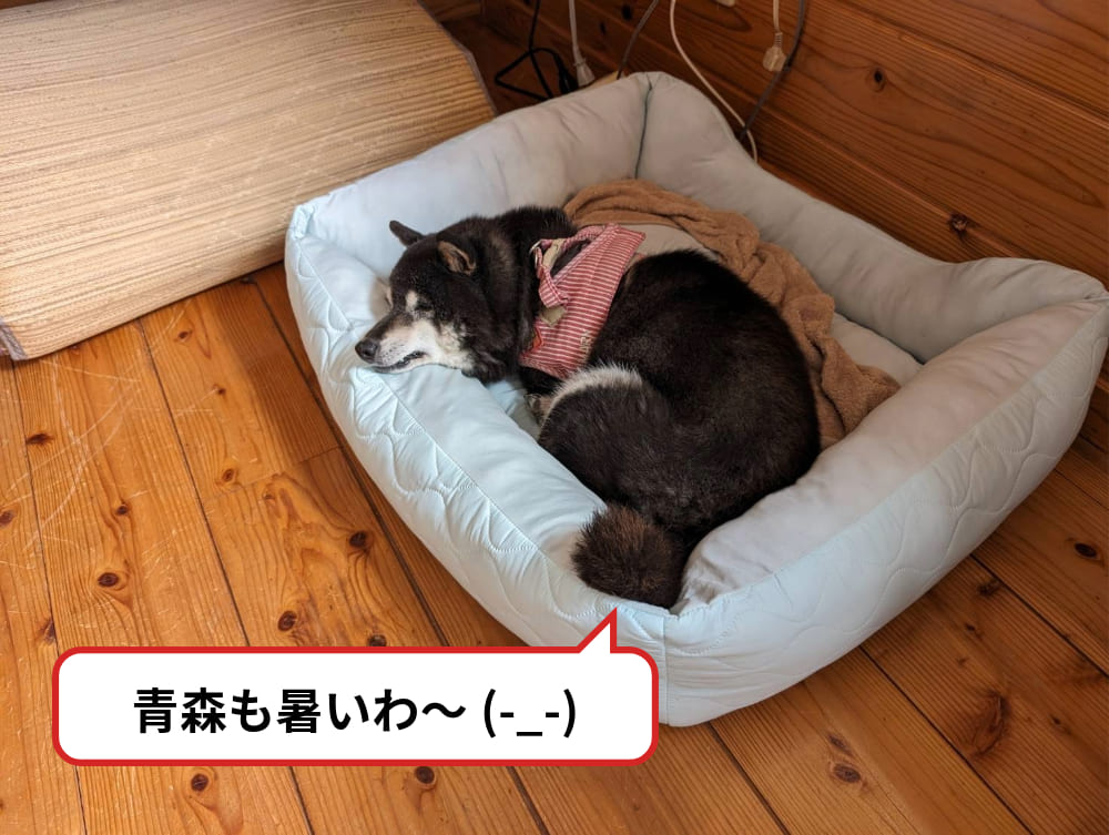 「青森も暑いわ」と言ってベッドに寝ている養蜂犬ベン