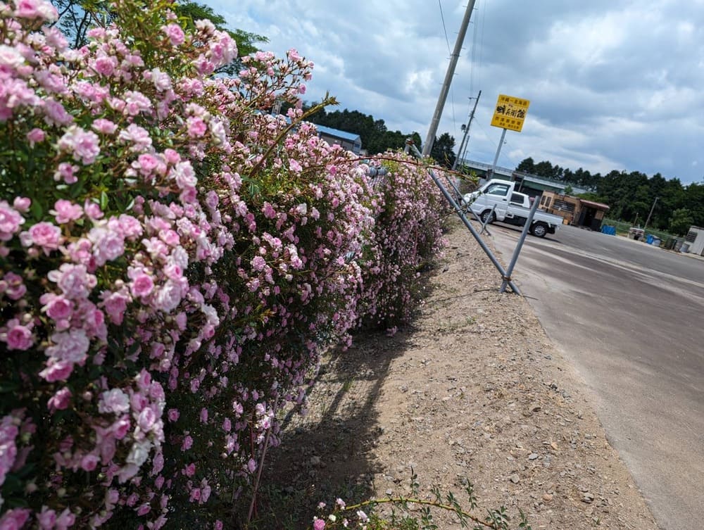 満開のつるバラの花