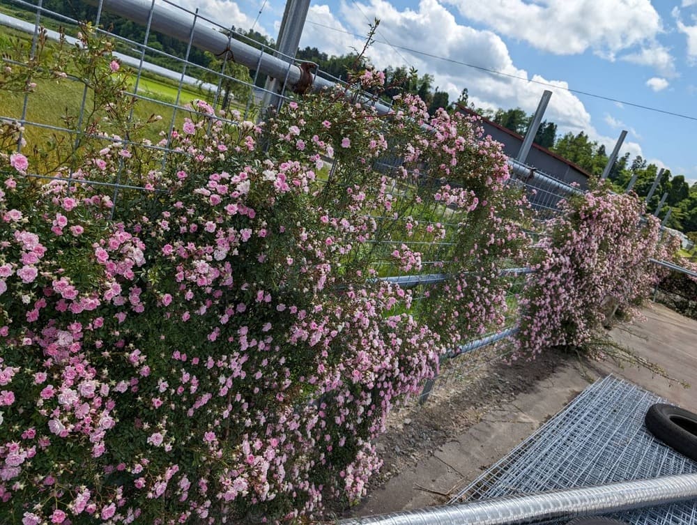 満開のつるバラの花