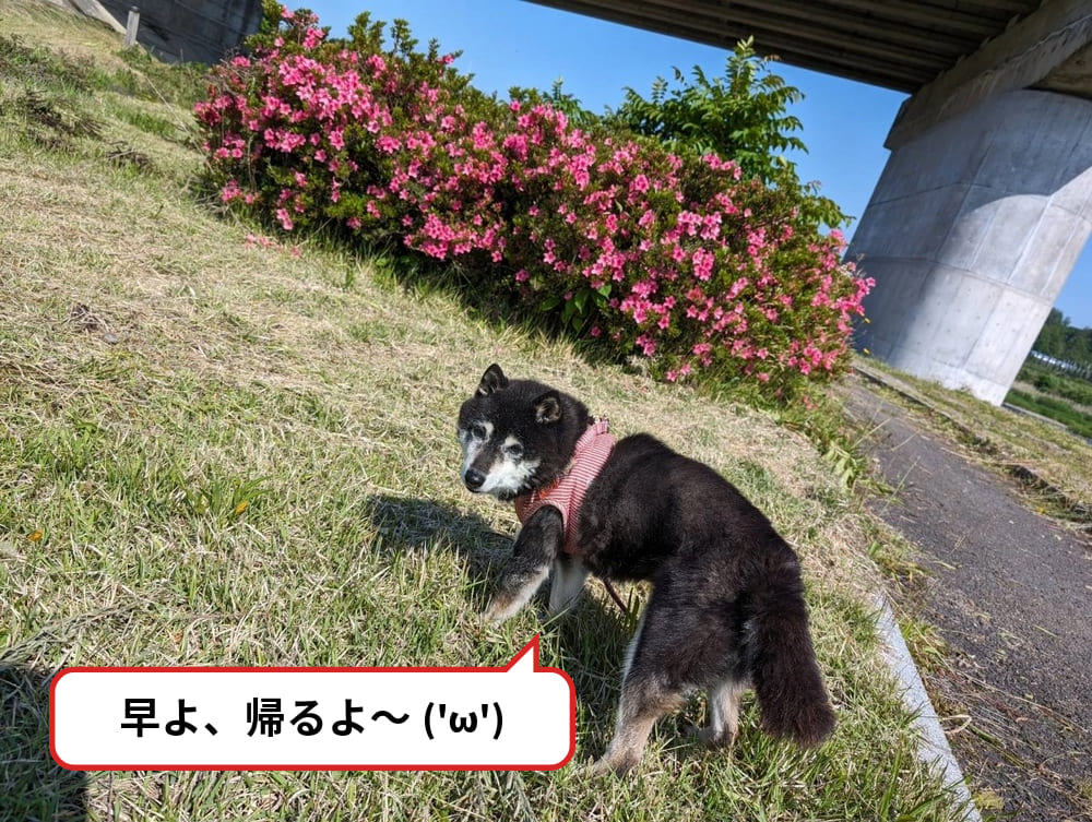 「早よ、帰るよ」と言っている養蜂犬ベン