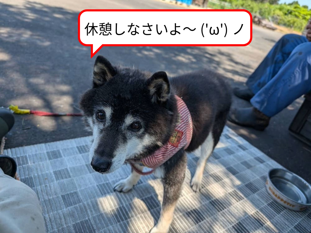 「休憩しなさいよ」と言っている養蜂犬ベン