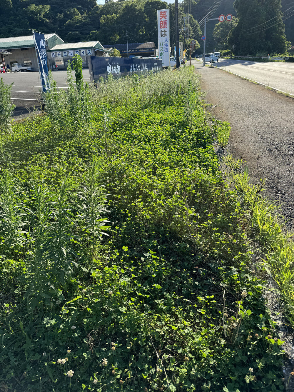 草ぼうぼうの西澤養蜂場高岡本店の入口