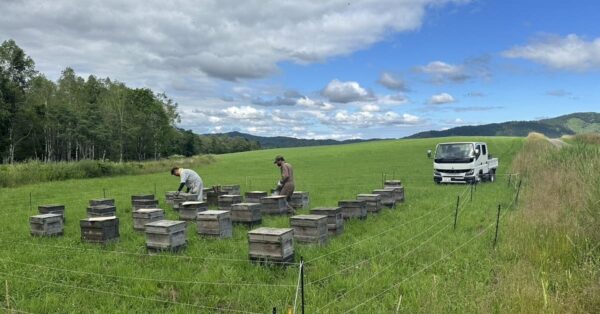 ミツバチ大移動2024ー北海道で作業中ー