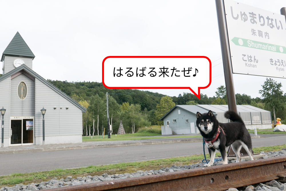 「はるばる来たぜ」と朱鞠内駅でお散歩しているベン