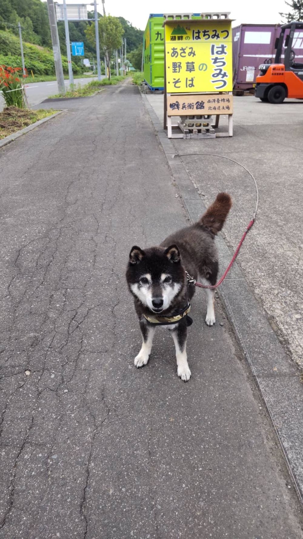 北海道でのベンの写真