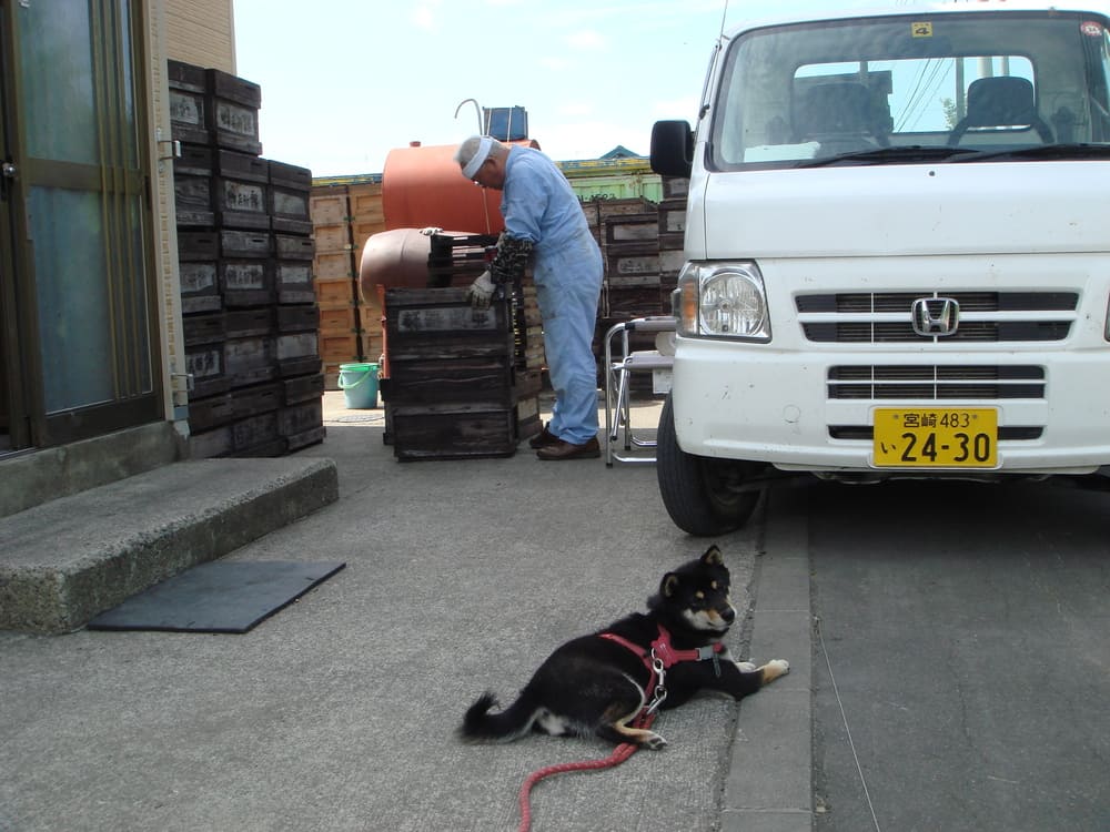 伏せの姿勢で待つベン