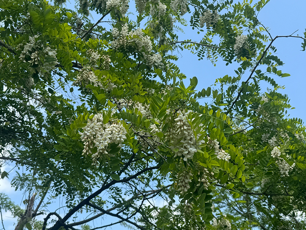 アカシアの花
