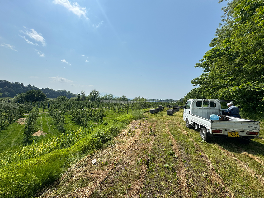 りんご園前の蜂場