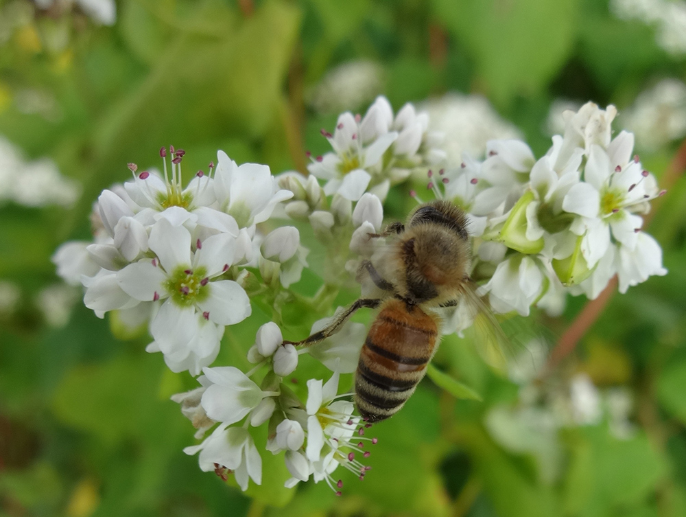 そばの花の蜜を吸うミツバチ